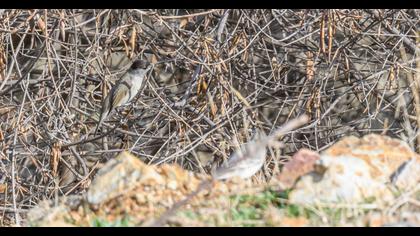 Karabaşlı ötleğen