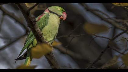 İskender papağanı