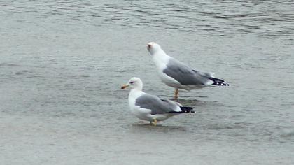 Van gölü martısı