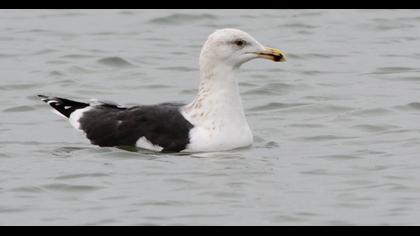 Büyük karasırtlı martı