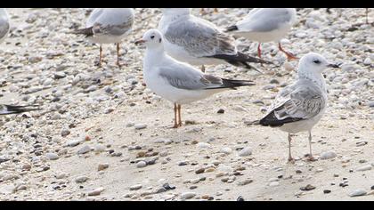 Küçük gümüş martı