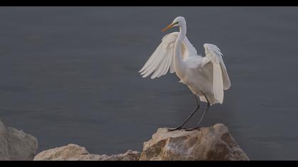 Büyük ak balıkçıl