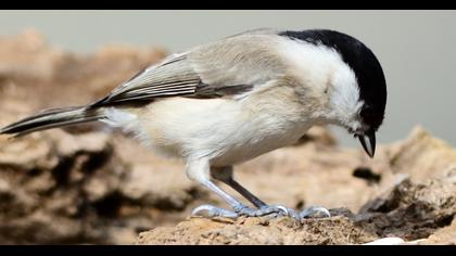 Kayın baştankarası