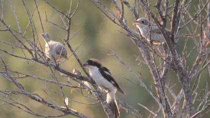 Kızılbaşlı örümcekkuşu