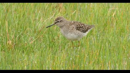 Orman düdükçünü