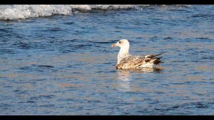 Van gölü martısı