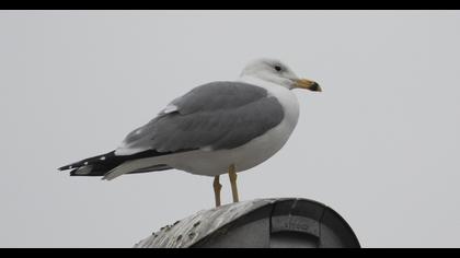 Van gölü martısı