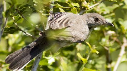 Karaboğazlı ötleğen