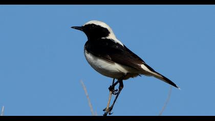 Aksırtlı kuyrukkakan