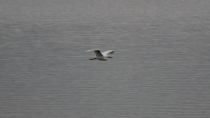 Küçük ak balıkçıl