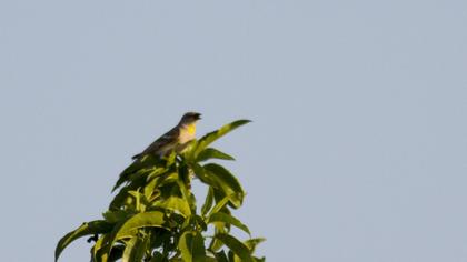 Sarıboğazlı serçe