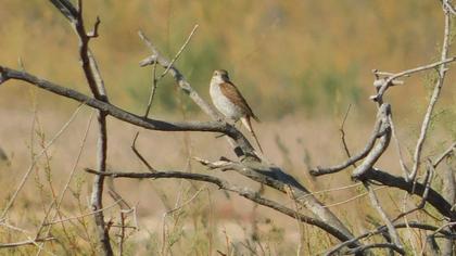Kızılsırtlı örümcekkuşu