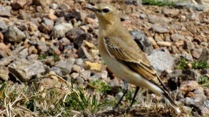 Northern Wheatear