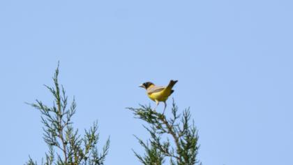 Karabaşlı kirazkuşu