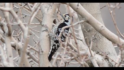 Küçük ağaçkakan