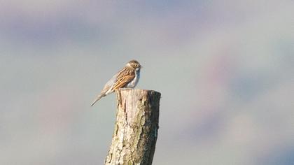 Bataklık Kirazkuşu