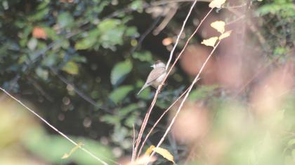 Karabaşlı ötleğen