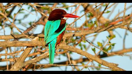 İzmir yalıçapkını