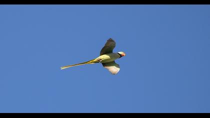 İskender papağanı