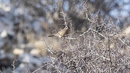 Sürmeli dağbülbülü