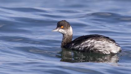 Karaboyunlu batağan