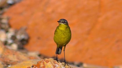 Sarı kuyruksallayan