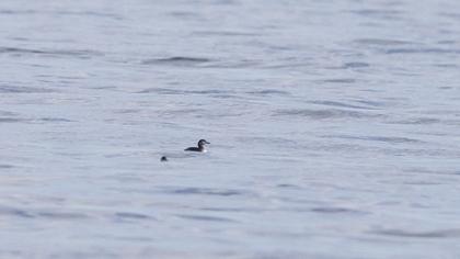 Kızılboyunlu batağan