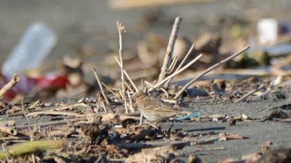 Kızılgerdanlı incirkuşu