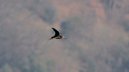 Küçük suçulluğu