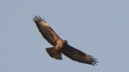 Common Buzzard