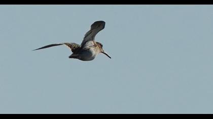 Küçük suçulluğu