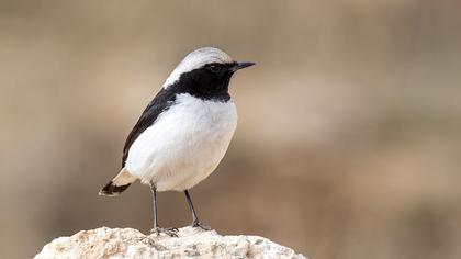 Aksırtlı kuyrukkakan