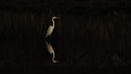 Büyük ak balıkçıl