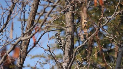 Küçük ağaçkakan