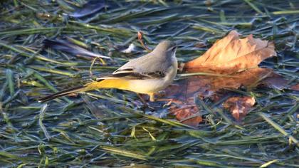Dağ kuyruksallayanı