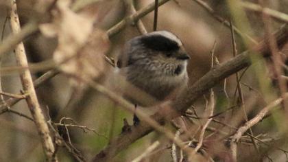 Uzunkuyruklu baştankara