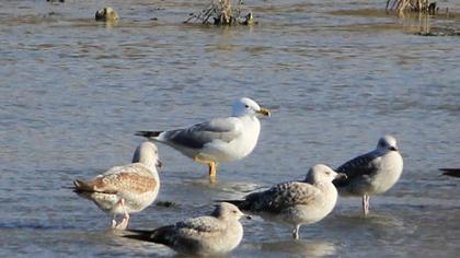 Van gölü martısı