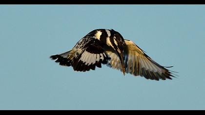 Alaca yalıçapkını