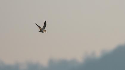 Küçük suçulluğu