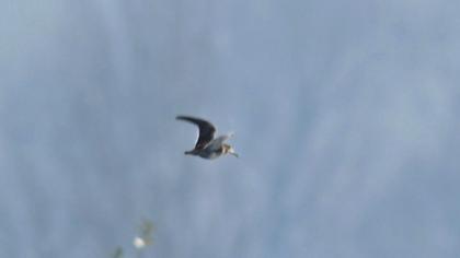 Küçük suçulluğu