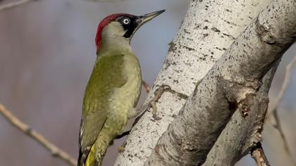 European Green Woodpecker