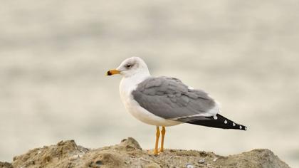 Van gölü martısı