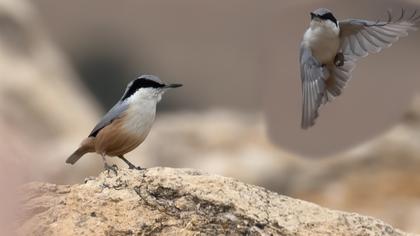 Büyük kaya sıvacısı