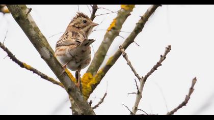 Akkaşlı kirazkuşu