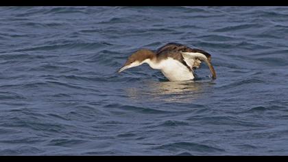 Karagerdanlı dalgıç