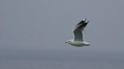 Küçük gümüş martı