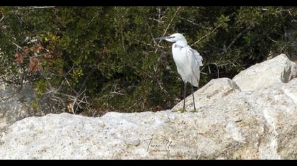 Küçük ak balıkçıl