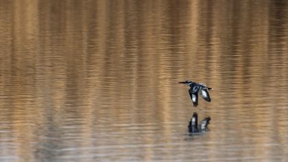 Alaca yalıçapkını
