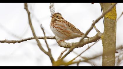 Akkaşlı kirazkuşu