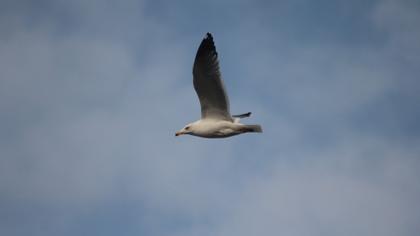 Van gölü martısı